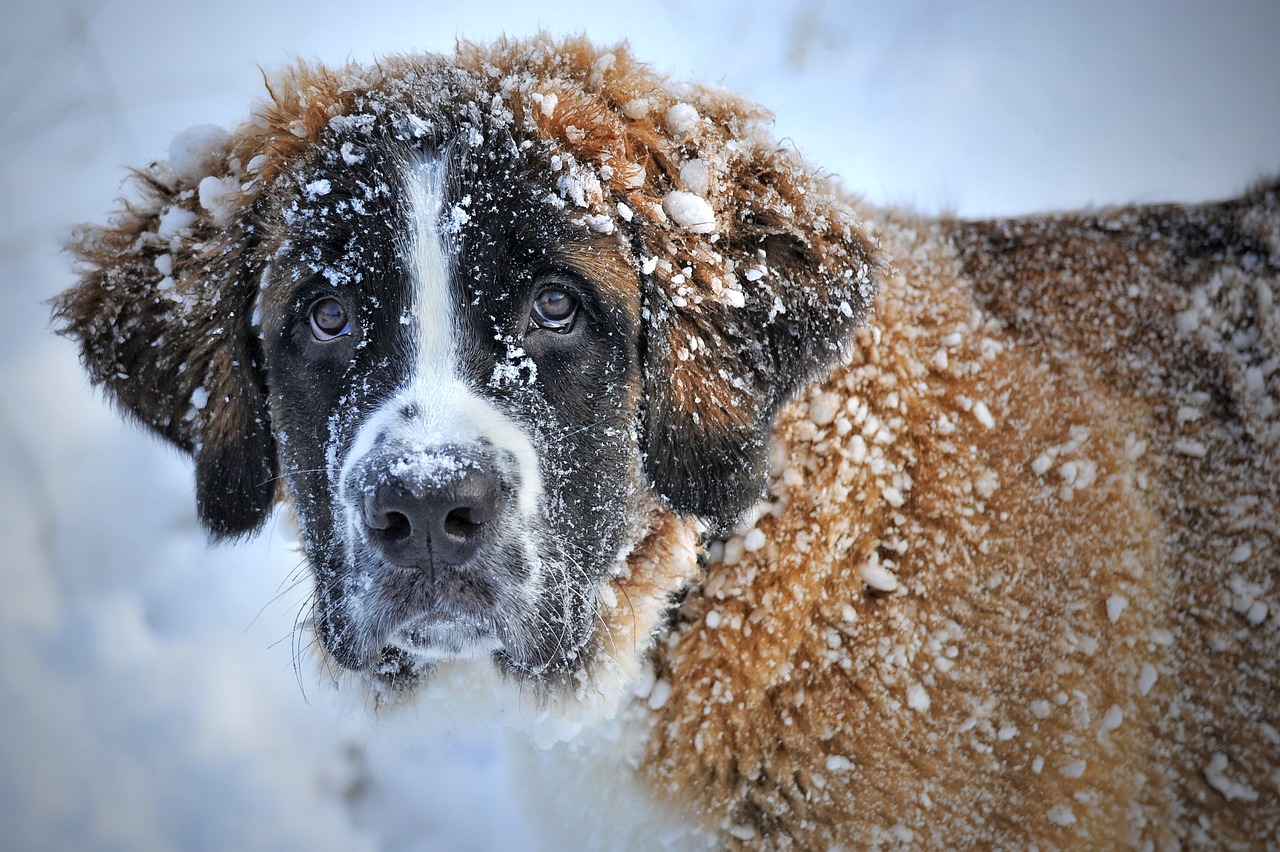 how to exercise your dog in the winter