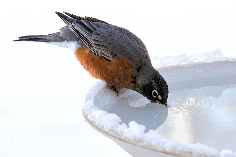 A red robin bird perches on a snow-encrusted bird bath, drinking from the source.